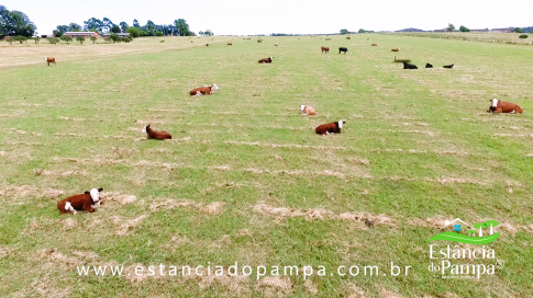 TREM TOP SORGO.00_00_28_13.Quadro011_77c8a6bcbac5ea85aa5becbc917f42852f38b068.png